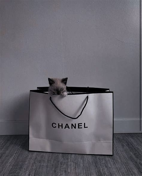 animal love chanel|we love animals.